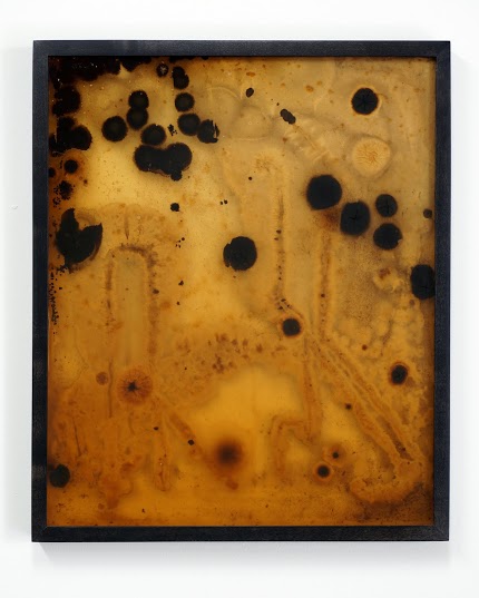 Ryan Wolfe, Hand Gesture, Agar, Mold, Bacteria, Watertight Frame, 19x15.5x1", 2013