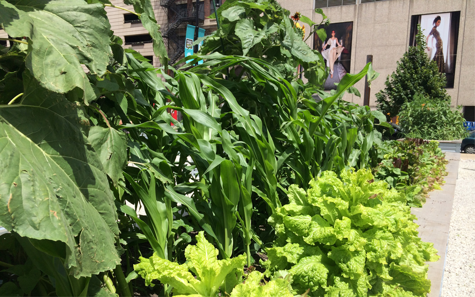 Melissa Potter and Maggie Puckett, Seeds InService Garden, 2014