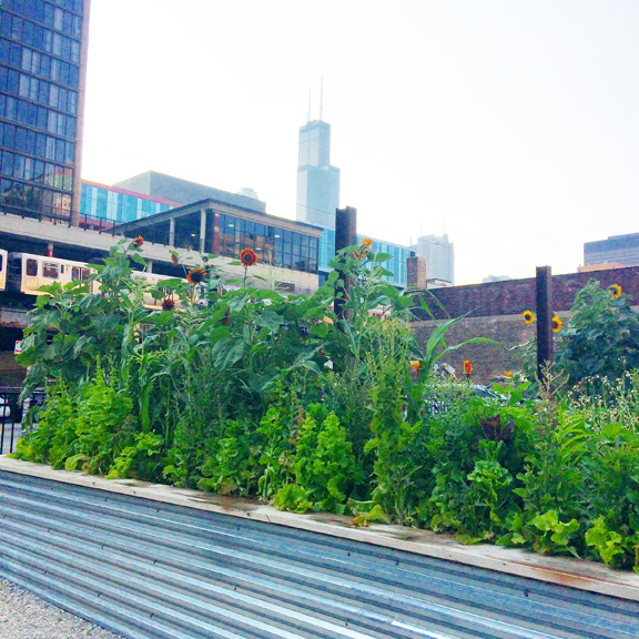 Melissa Potter and Maggie Puckett, Seeds InService Garden, 2014