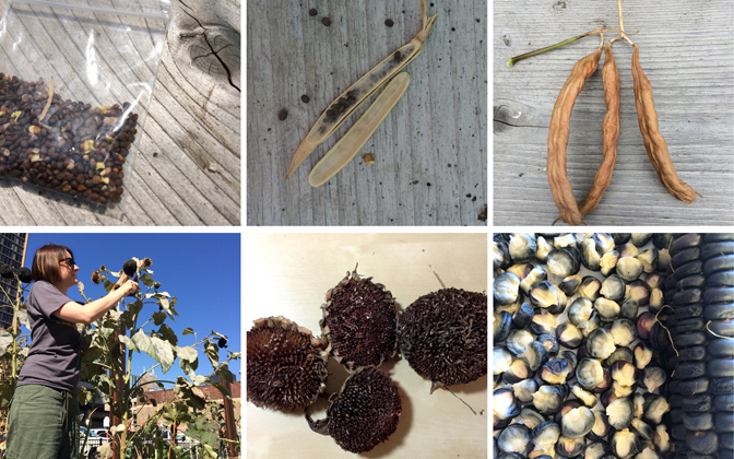 Melissa Potter and Maggie Puckett, Seed Saving, 2014