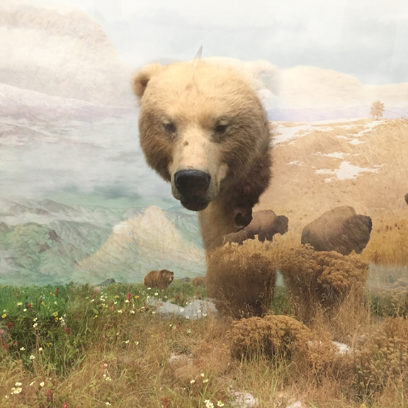 Mitch Eckert, Polar Bear and Buffalo, 16x16 inches, archival pigment print, 2016